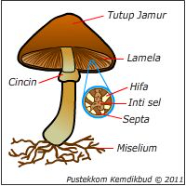 Kejarcita Merdeka Belajar Merdeka Mengajar