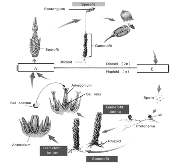 Fase-fase dalam daur hidup bryophyta yang benar adalah