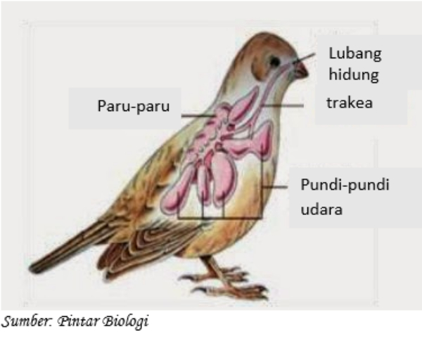 Pundi pundi udara pada burung