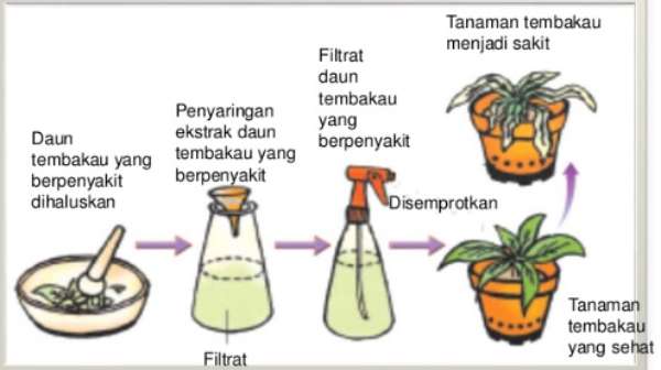 Contoh Soal Virus – Biologi SMA