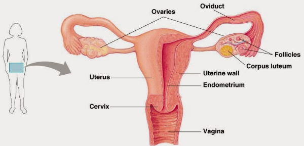 Oviduk dan uterus secara berturut-turut ditunjukkan oleh nomor