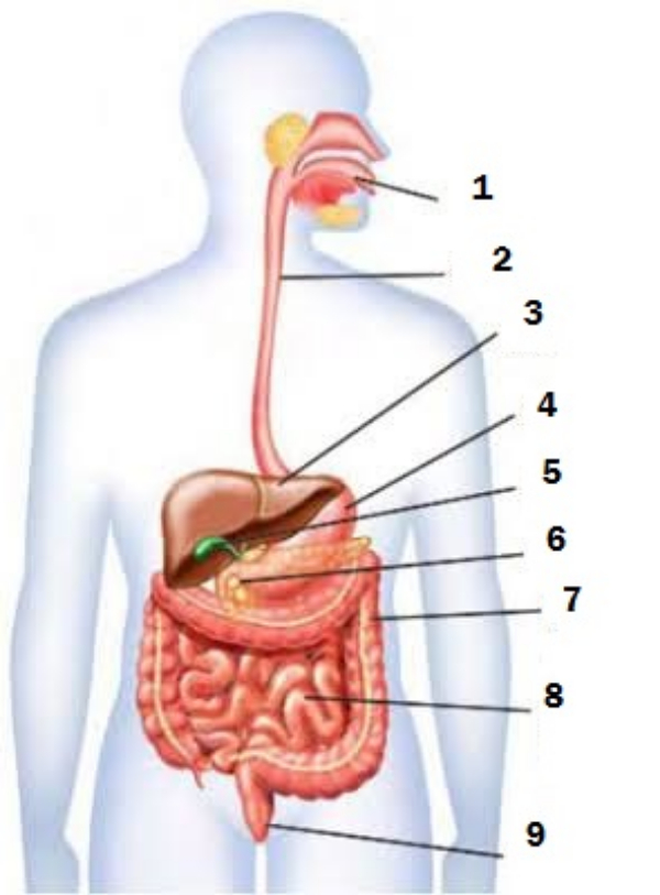 Gambar Dan Nama Organ Pencernaan Manusia - Price 5