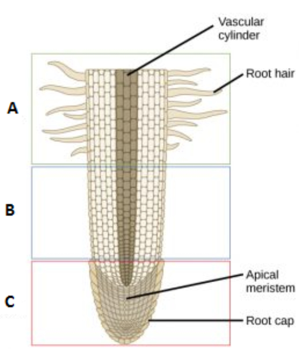 С чем связаны строения клетки корневого волоска. Кончик корня под микроскопом. Корневые волоски. Строение корня под микроскопом. Ткани корня.