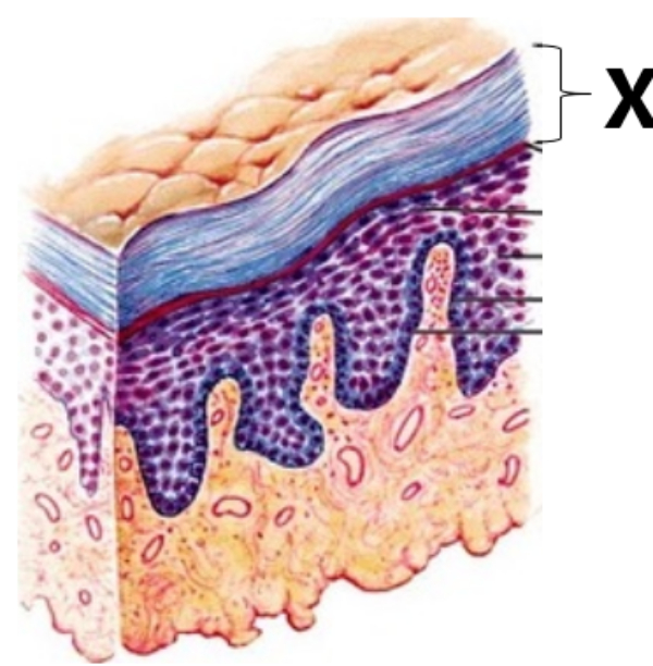 New dermis. Epidermis layers. Stratum germinativum. Epidermis Stratum compactum. Dermo-epidermal Junction (basementmembrane.