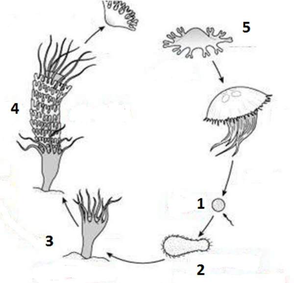 Стадия жизненного цикла медузы. Жизненный цикл Аурелии схема. Aurelia Aurita схема жизненного цикла. Жизненный цикл Аурелии Ауриты.
