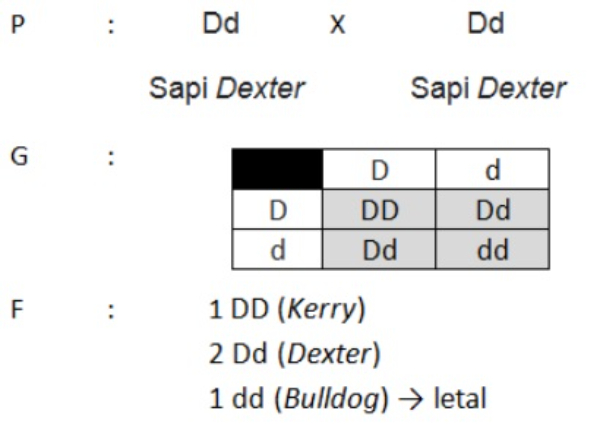 kejarcita | Pendidikan Bermutu untuk Semua