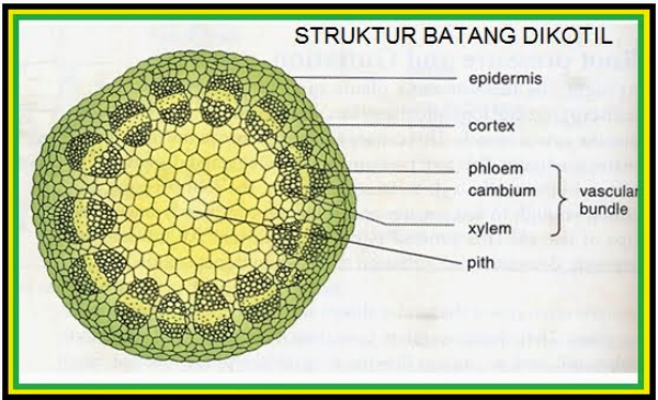 Berkas Pengangkut Pada Tumbuhan Adalah - Homecare24