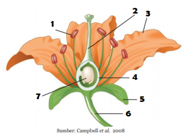 Benang sari dan putik pada bunga tumbuhan berfungsi sebagai perhiasan bunga