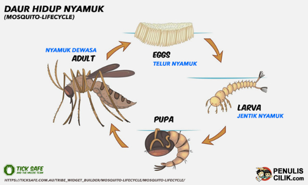 Metamorfosis Tidak Sempurna Ditandai Dengan … / Pengertian ...