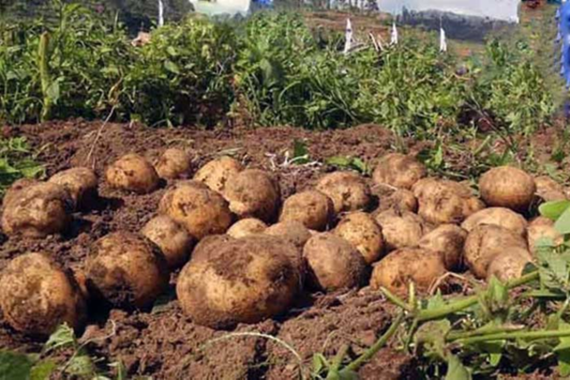 Cara dengan biak kentang tumbuhan berkembang 8 Tumbuhan