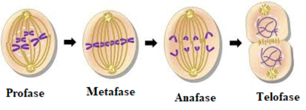 Tahapan pembelahan dari metafase dan anafase adalah gambar nomor