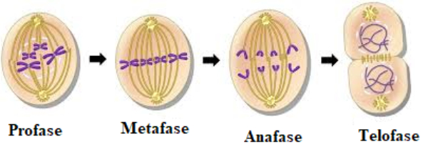 Tahapan yang benar dalam pembelahan mitosis ini adalah