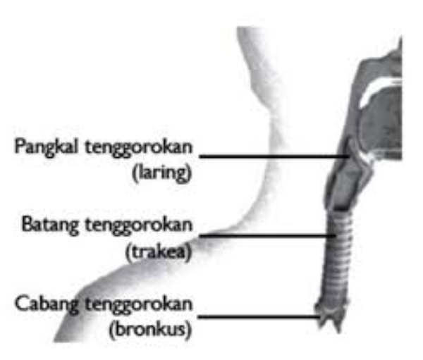 Tenggorokan terbagi menjadi beberapa bagian, yaitu